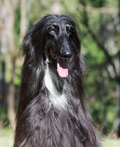 Afghan Hound AA017D-119.JPG